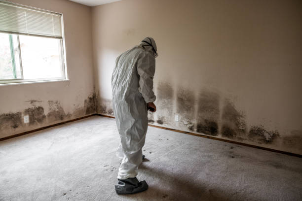 Best Mold Damage Restoration  in USA